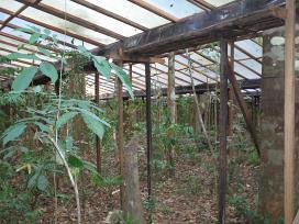 Din 2002 până în 2024, cercetătorii au ținut 6.000 de panouri peste o pădure tropicală, să blocheze ploaia. Ce s-a întâmplat i-a uimit 1099131