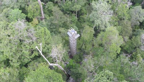 Din 2002 până în 2024, cercetătorii au ținut 6.000 de panouri peste o pădure tropicală, să blocheze ploaia. Ce s-a întâmplat i-a uimit 1099132