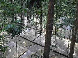 Din 2002 până în 2024, cercetătorii au ținut 6.000 de panouri peste o pădure tropicală, să blocheze ploaia. Ce s-a întâmplat i-a uimit 1099133