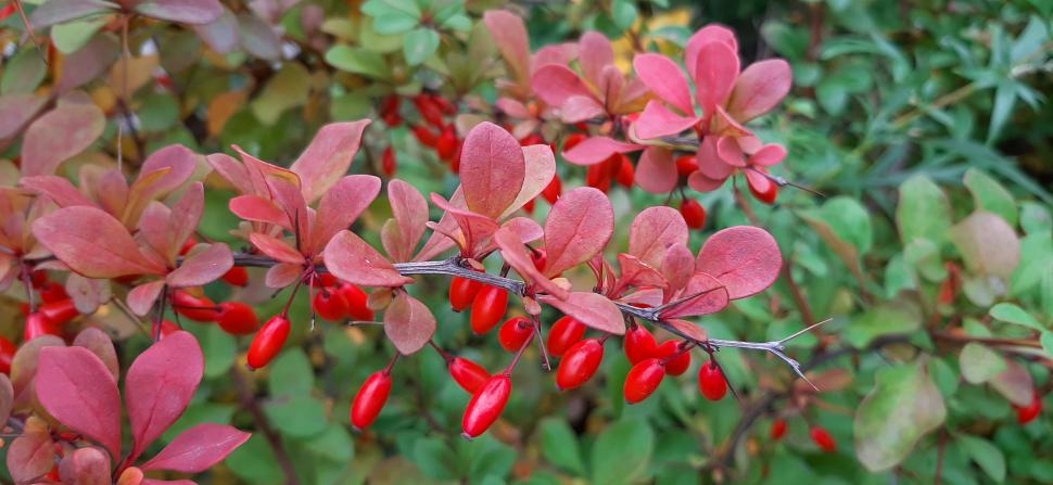 În 1875, drăcila japoneză a ajuns în SUA ca plantă decorativă pentru garduri. Acum, urmașele sale creează adăpost pentru căpușe cu Lyme 1099091