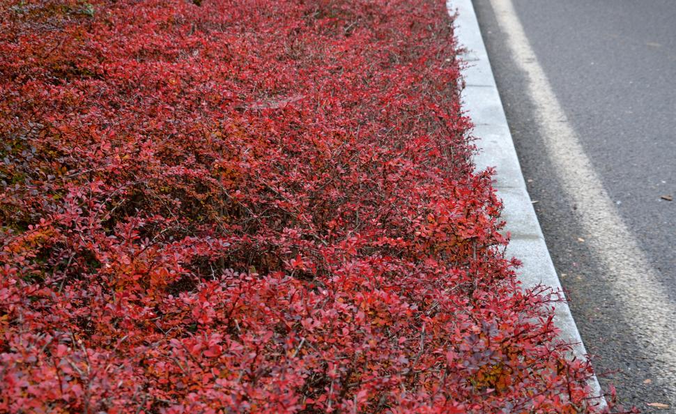 În 1875, drăcila japoneză a ajuns în SUA ca plantă decorativă pentru garduri. Acum, urmașele sale creează adăpost pentru căpușe cu Lyme 1099092