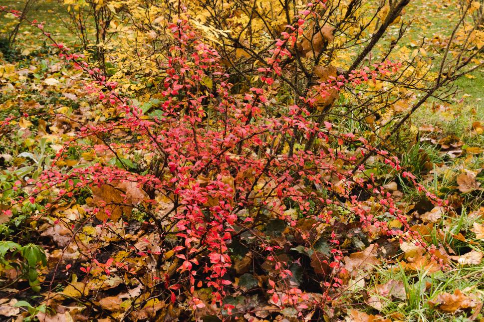 În 1875, drăcila japoneză a ajuns în SUA ca plantă decorativă pentru garduri. Acum, urmașele sale creează adăpost pentru căpușe cu Lyme 1099095