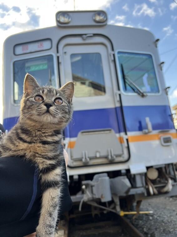 O pisică găsită bolnavă, cu ochii închiși, de angajații feroviari care au salvat-o, devine șefă de gară. Are în CV „dormitul pe acte” 1099201