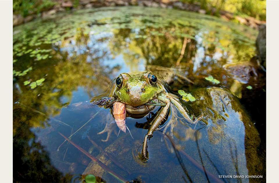 În 2017, o elevă de 14 ani din Virginia a săpat un iaz în curtea casei ca proiect școlar: În 9 ani a devenit un ecosistem plin de viață 1100104