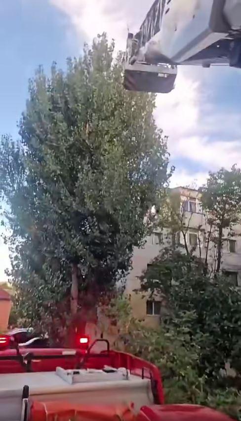 Un pui de papagal a zburat dintr-un apartament din Tulcea, iar pompierii au fost chemaţi în ajutor de proprietar 1100262