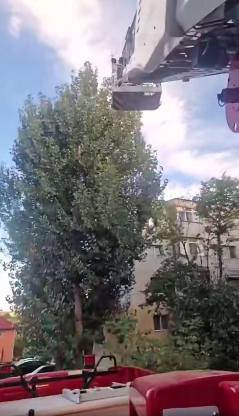 Un pui de papagal a zburat dintr-un apartament din Tulcea, iar pompierii au fost chemaţi în ajutor de proprietar 1100263