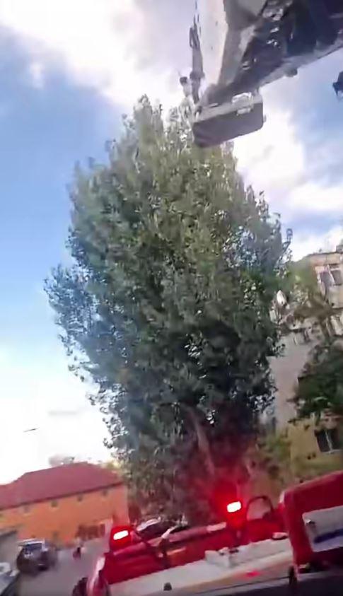 Un pui de papagal a zburat dintr-un apartament din Tulcea, iar pompierii au fost chemaţi în ajutor de proprietar 1100264