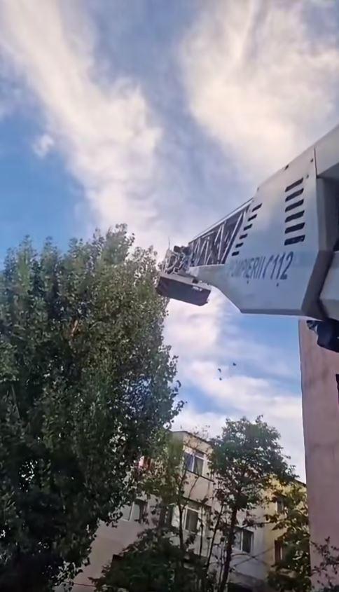 Un pui de papagal a zburat dintr-un apartament din Tulcea, iar pompierii au fost chemaţi în ajutor de proprietar 1100265