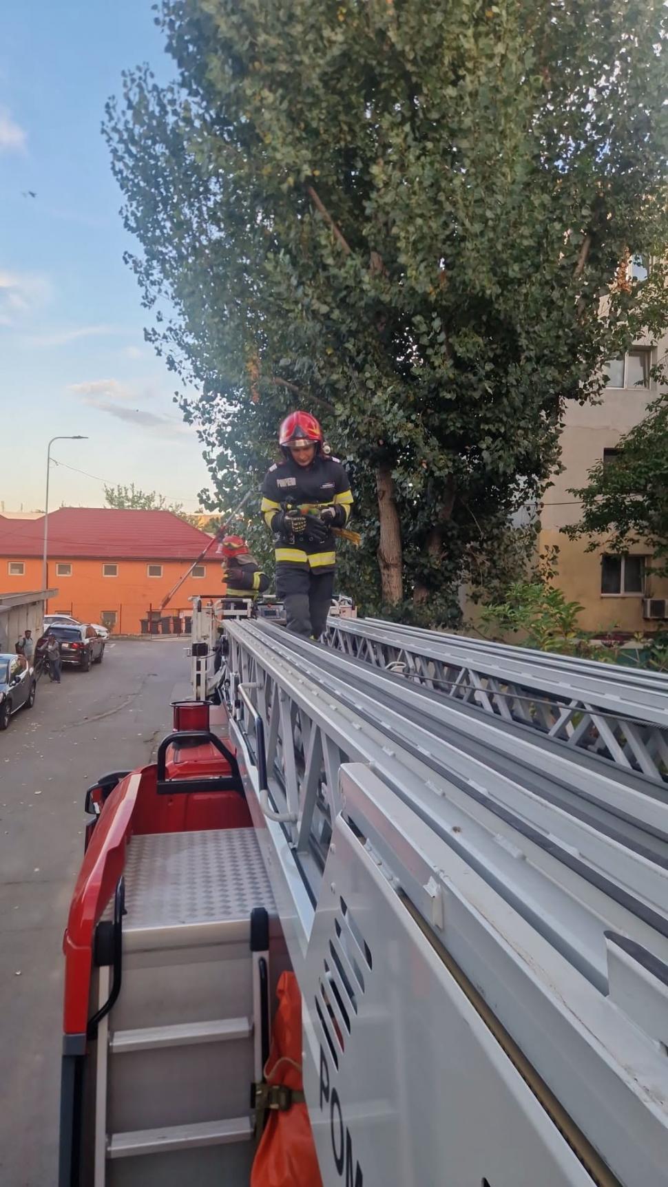 Un pui de papagal a zburat dintr-un apartament din Tulcea, iar pompierii au fost chemaţi în ajutor de proprietar 1100266