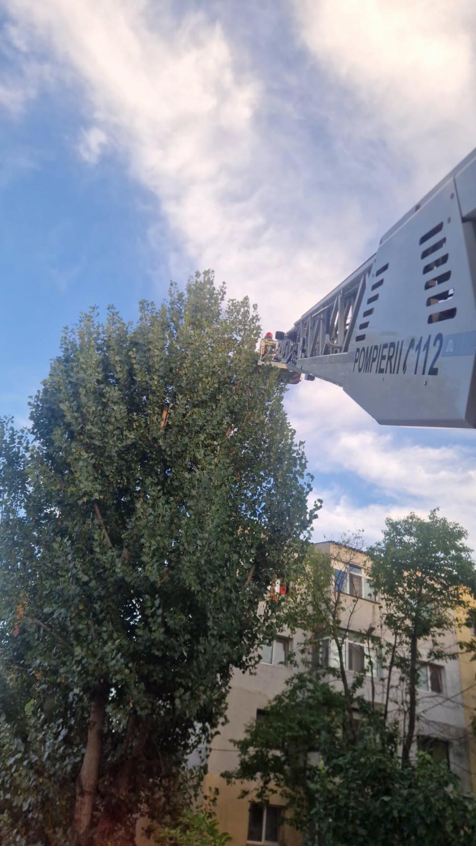 Un pui de papagal a zburat dintr-un apartament din Tulcea, iar pompierii au fost chemaţi în ajutor de proprietar 1100267