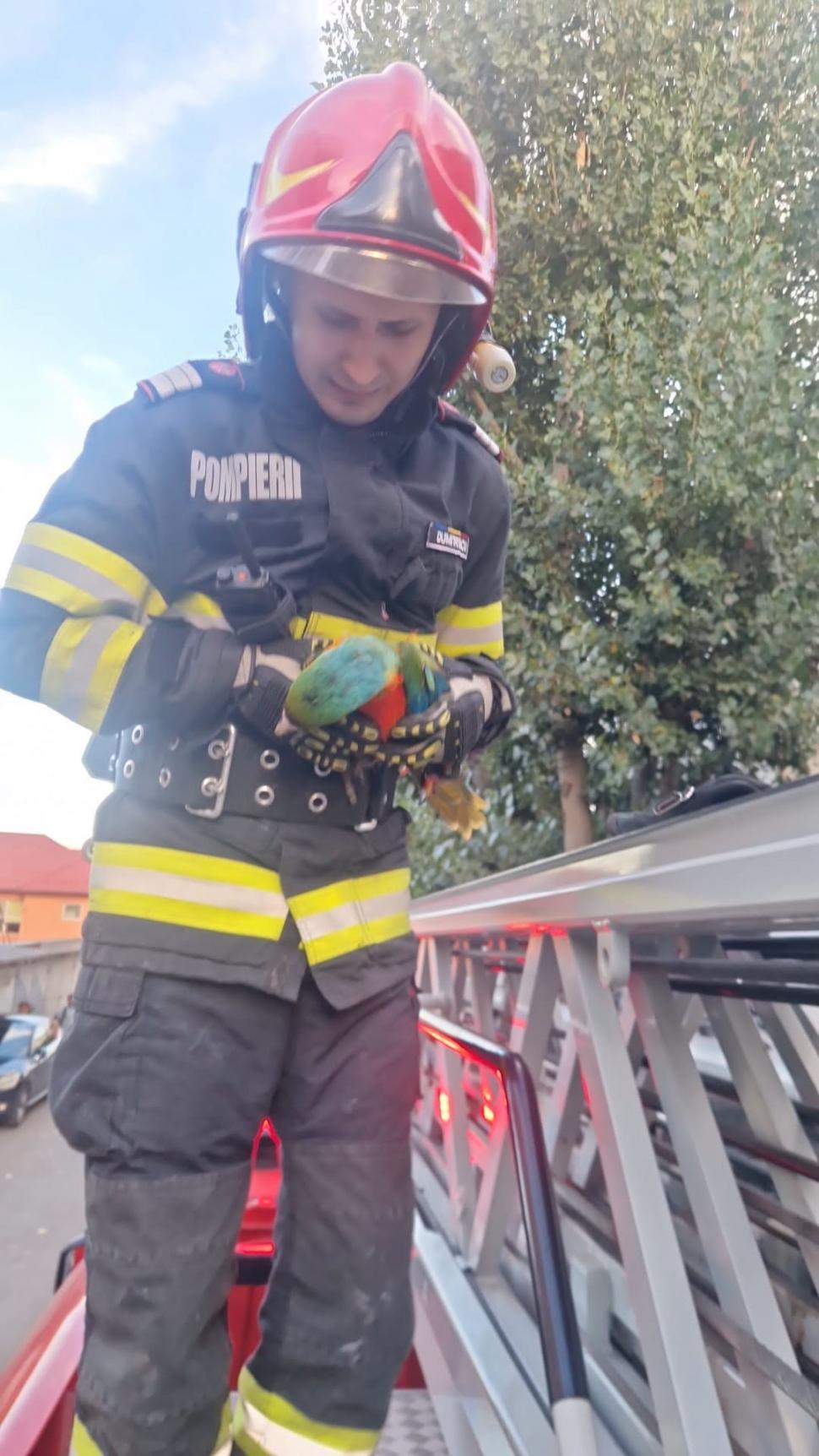 Un pui de papagal a zburat dintr-un apartament din Tulcea, iar pompierii au fost chemaţi în ajutor de proprietar 1100268
