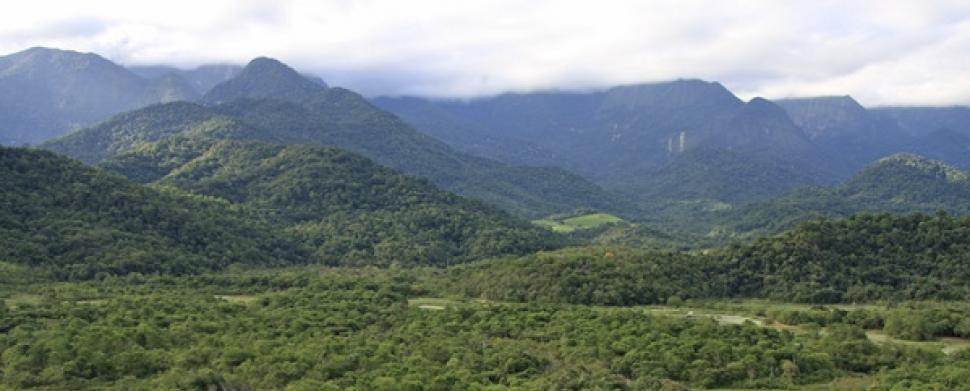 În 2001, doi soți au început să cumpere pășuni abandonate în Brazilia. Au plantat 840.000 de copaci, apoi Pădurea Atlantică s-a refăcut 1100489