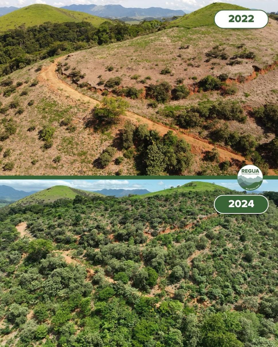 În 2001, doi soți au început să cumpere pășuni abandonate în Brazilia. Au plantat 840.000 de copaci, apoi Pădurea Atlantică s-a refăcut 1100496