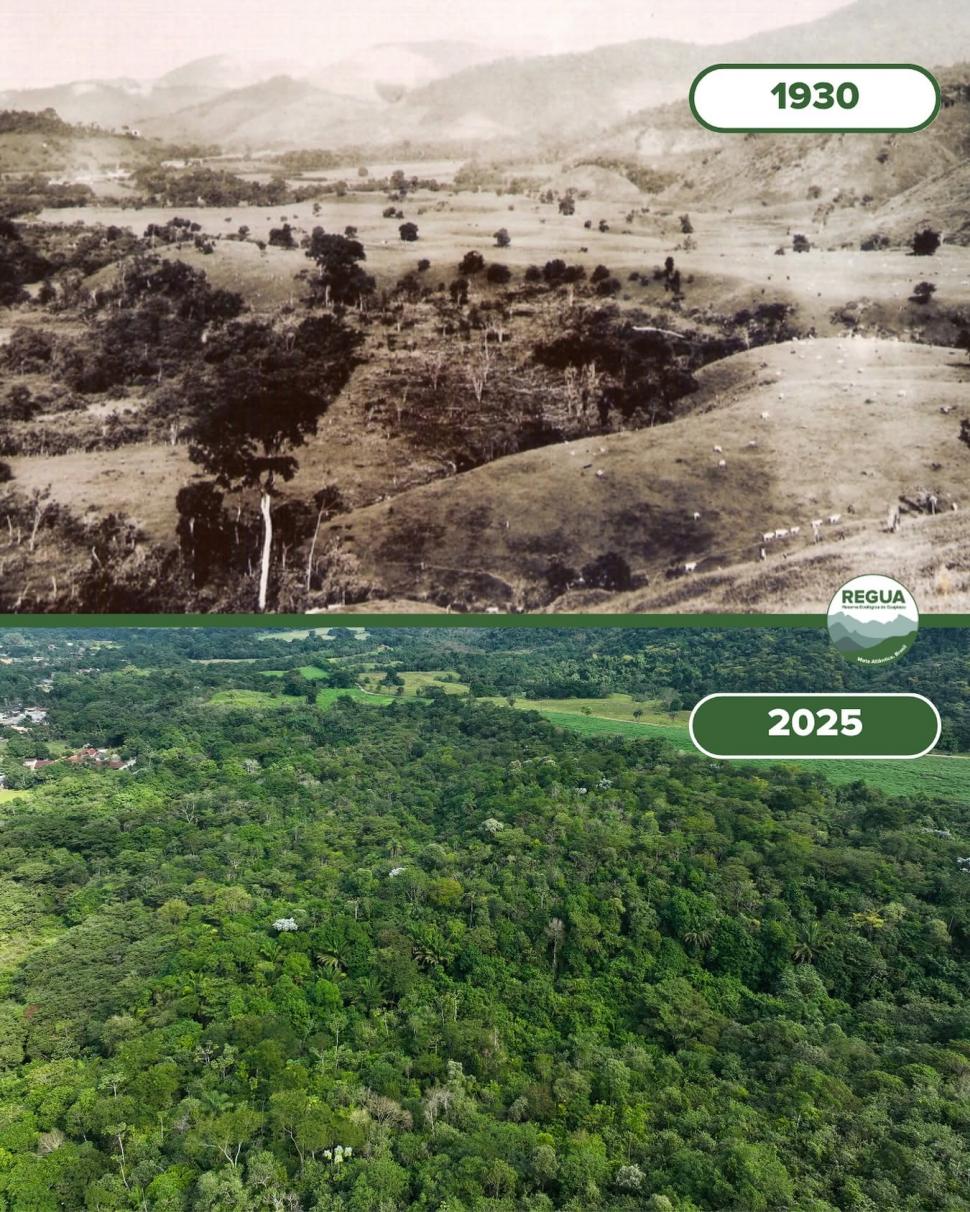 În 2001, doi soți au început să cumpere pășuni abandonate în Brazilia. Au plantat 840.000 de copaci, apoi Pădurea Atlantică s-a refăcut 1100497