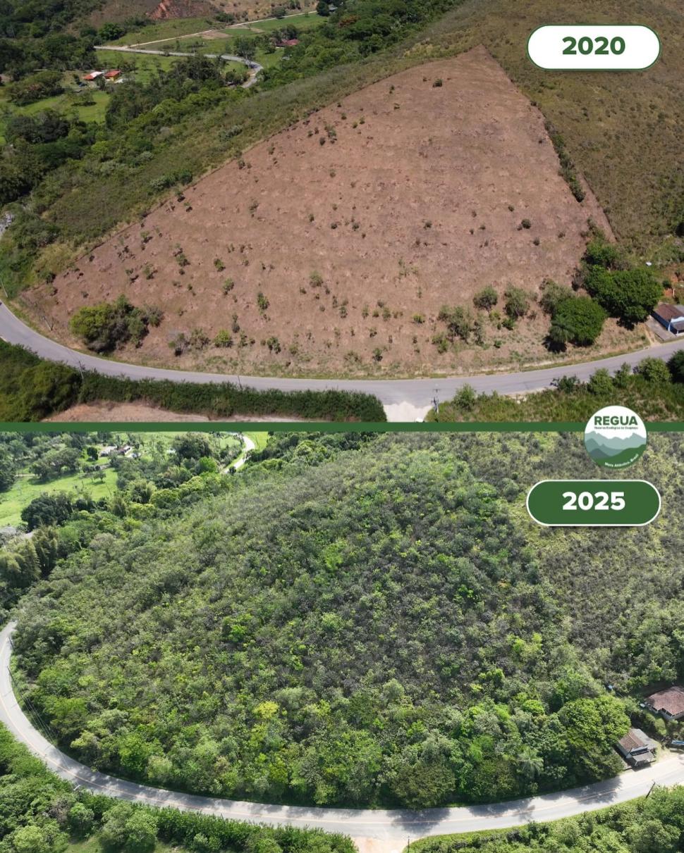 În 2001, doi soți au început să cumpere pășuni abandonate în Brazilia. Au plantat 840.000 de copaci, apoi Pădurea Atlantică s-a refăcut 1100499