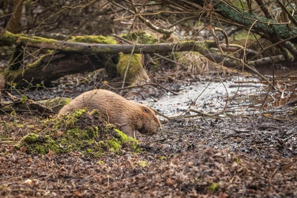 În 2025, Anglia a eliberat 2 castori într-o pădure deasă. În doar un an, barajele lor au transformat-o într-o zonă umedă plină de viață 1100443