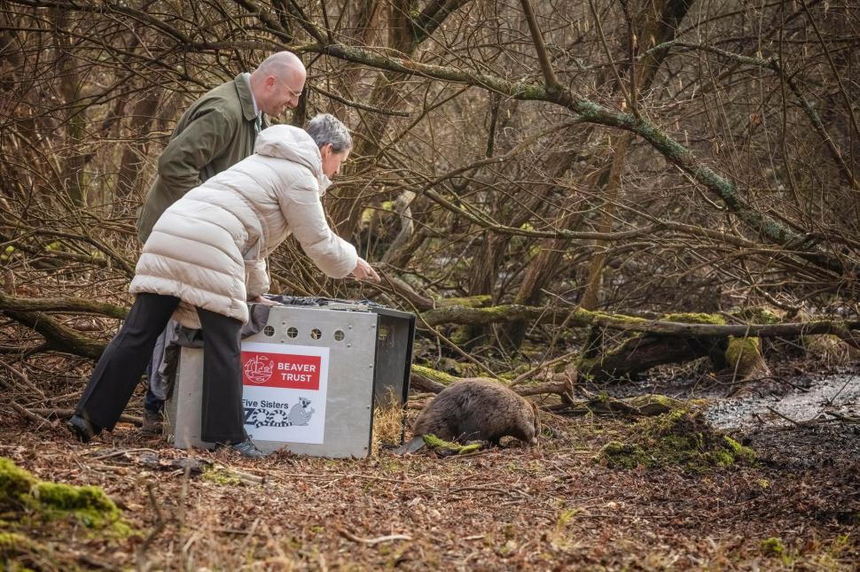 În 2025, Anglia a eliberat 2 castori într-o pădure deasă. În doar un an, barajele lor au transformat-o într-o zonă umedă plină de viață 1100444