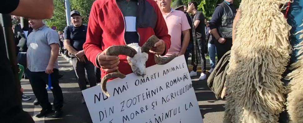 Imagini care nu s-au văzut la TV de la bătaia din Piața Victoriei. Cine a venit, de fapt, în locul oierilor 1102274