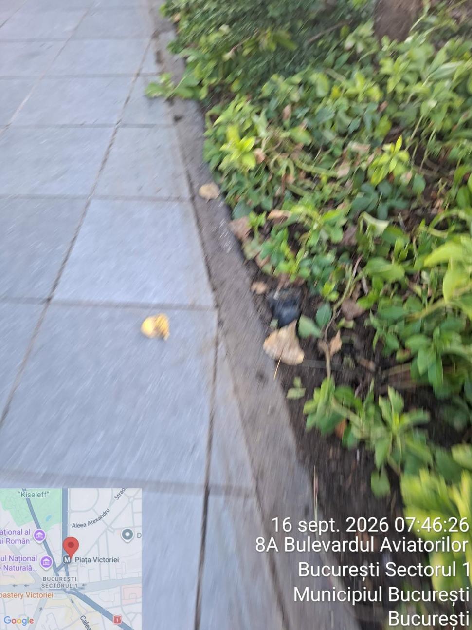 Infiltrații la protestul oierilor au smuls borduri și pavaj, au distrus spații verzi și au furat aspersoare. Imagini cu dezastrul lăsat 1102439