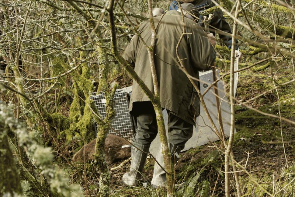 În 2019, Anglia a eliberat doi castori într-o pădure. În 5 ani, au schimbat complet peisajul: Debitul de bază al apei a crescut cu 417% 1102922