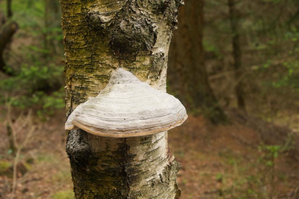 În 2019, Anglia a eliberat doi castori într-o pădure. În 5 ani, au schimbat complet peisajul: Debitul de bază al apei a crescut cu 417% 1102923