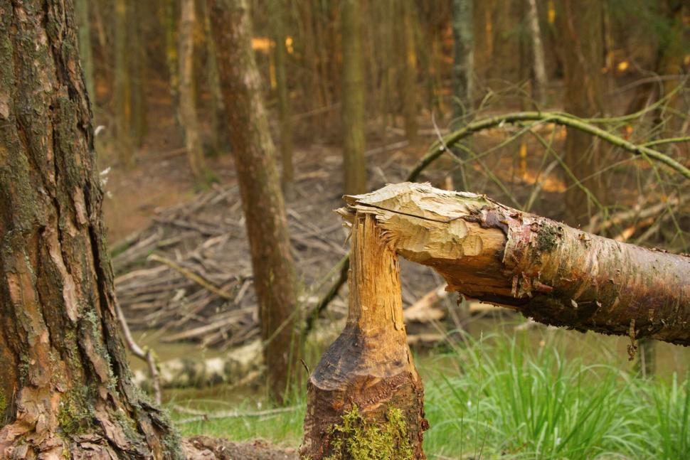 În 2019, Anglia a eliberat doi castori într-o pădure. În 5 ani, au schimbat complet peisajul: Debitul de bază al apei a crescut cu 417% 1102924