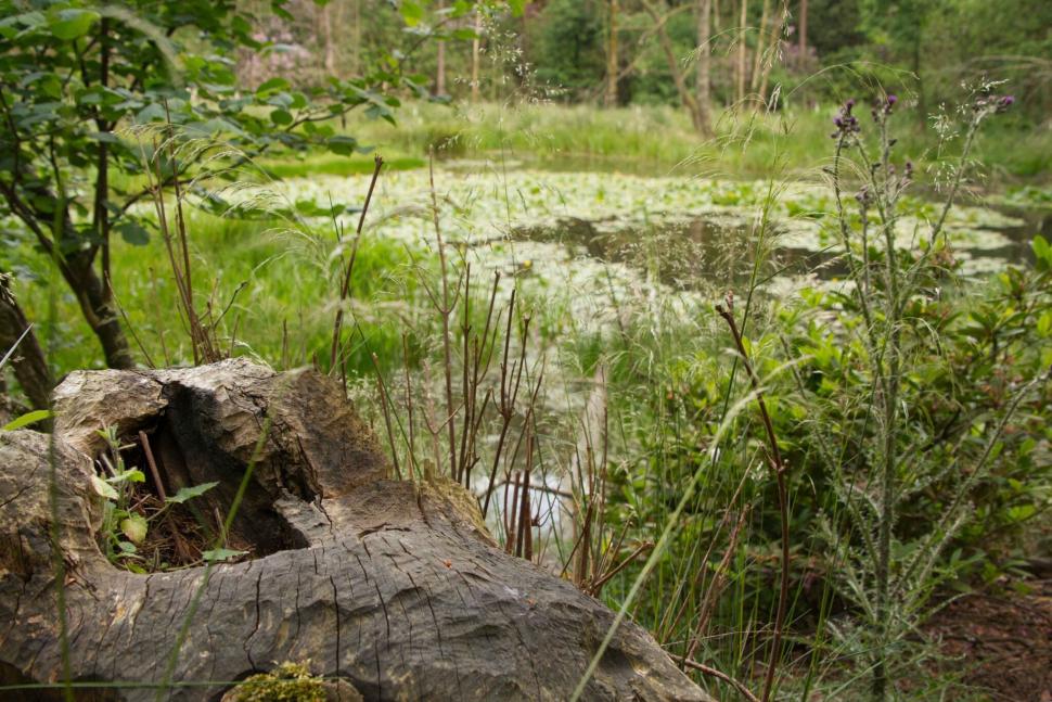 În 2019, Anglia a eliberat doi castori într-o pădure. În 5 ani, au schimbat complet peisajul: Debitul de bază al apei a crescut cu 417% 1102927