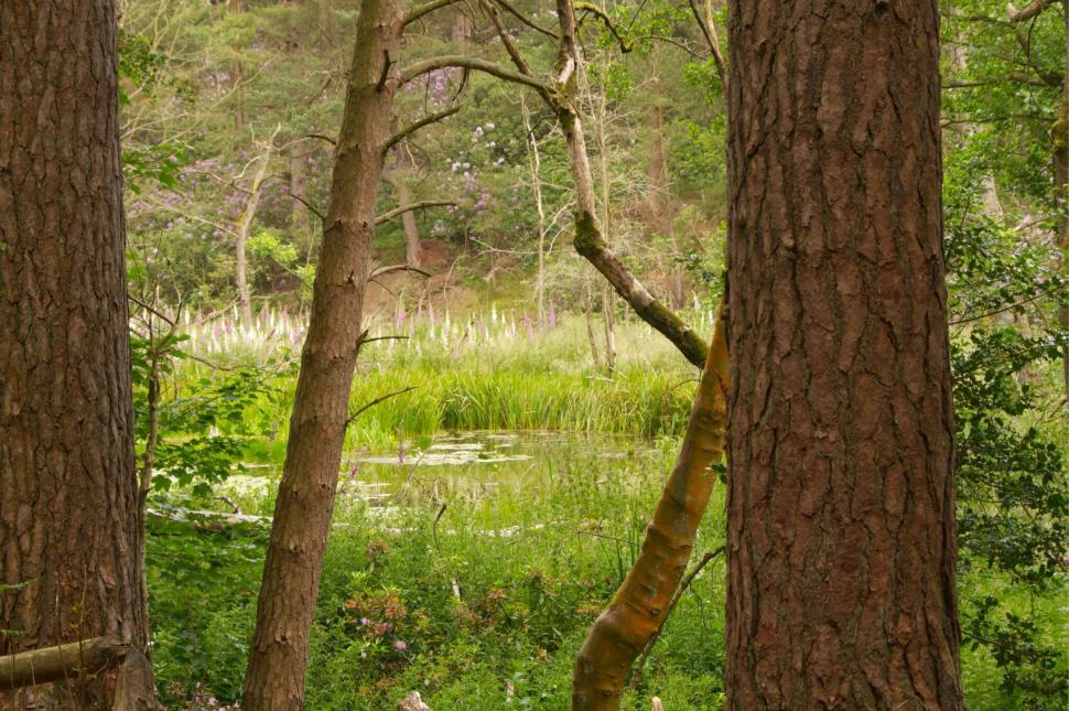 În 2019, Anglia a eliberat doi castori într-o pădure. În 5 ani, au schimbat complet peisajul: Debitul de bază al apei a crescut cu 417% 1102928