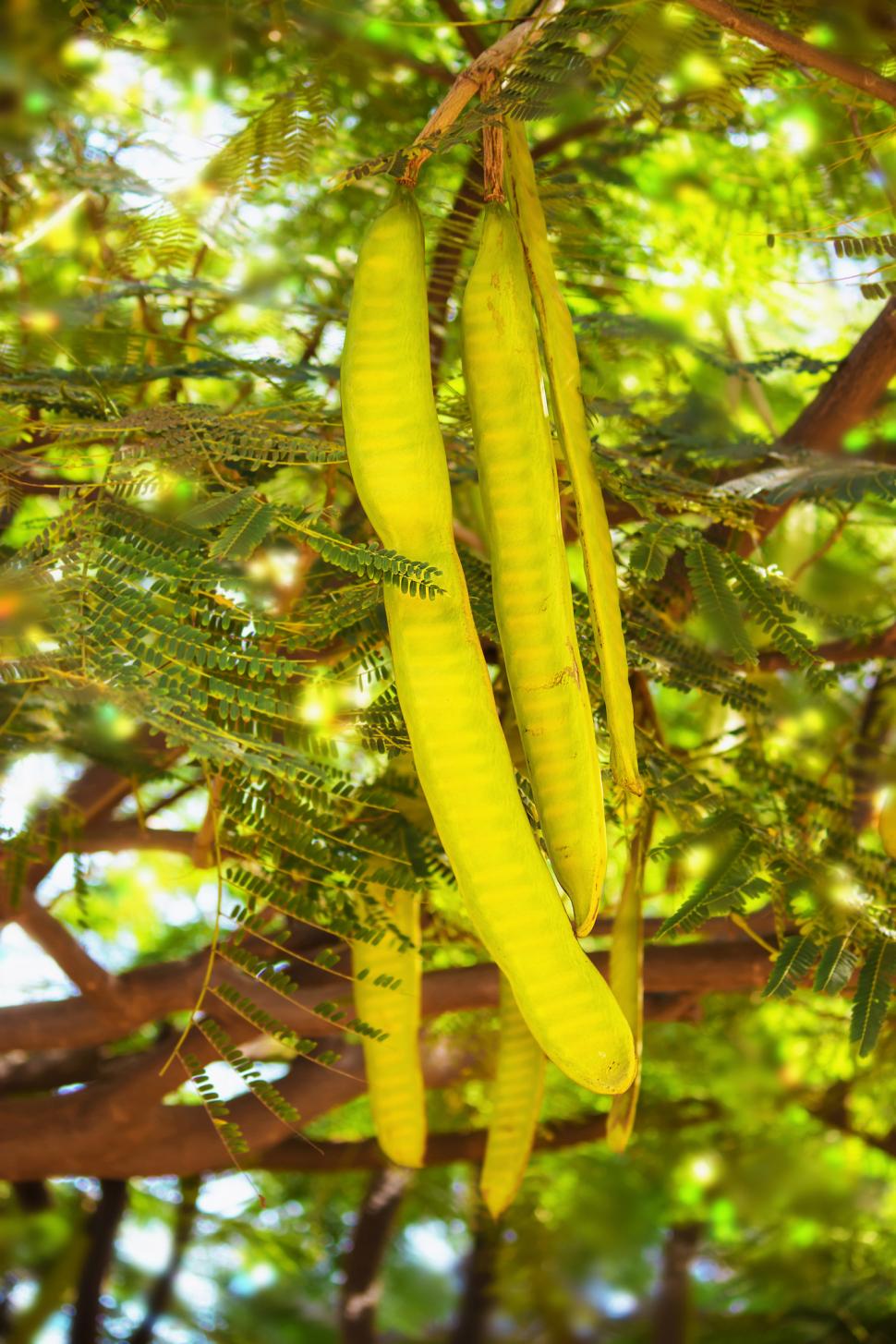Sudan a plantat Acacia senegal în zonele aride. Ani mai târziu, arborii acumulaseră mai mult carbon, dar era mai puțină apă în sol 1102880