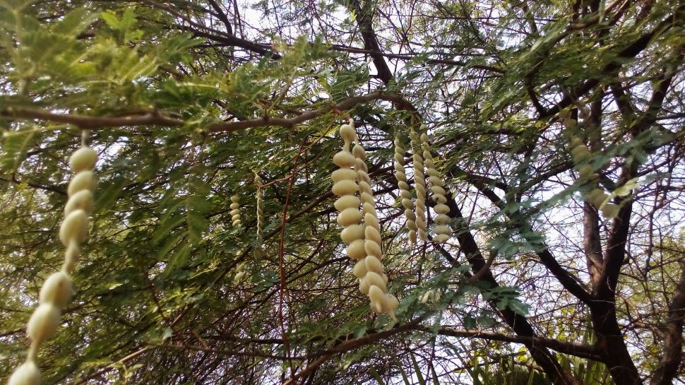 Sudan a plantat Acacia senegal în zonele aride. Ani mai târziu, arborii acumulaseră mai mult carbon, dar era mai puțină apă în sol 1102881