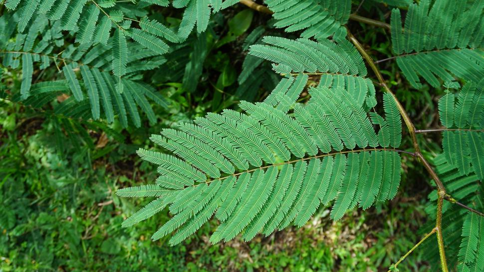 Sudan a plantat Acacia senegal în zonele aride. Ani mai târziu, arborii acumulaseră mai mult carbon, dar era mai puțină apă în sol 1102882