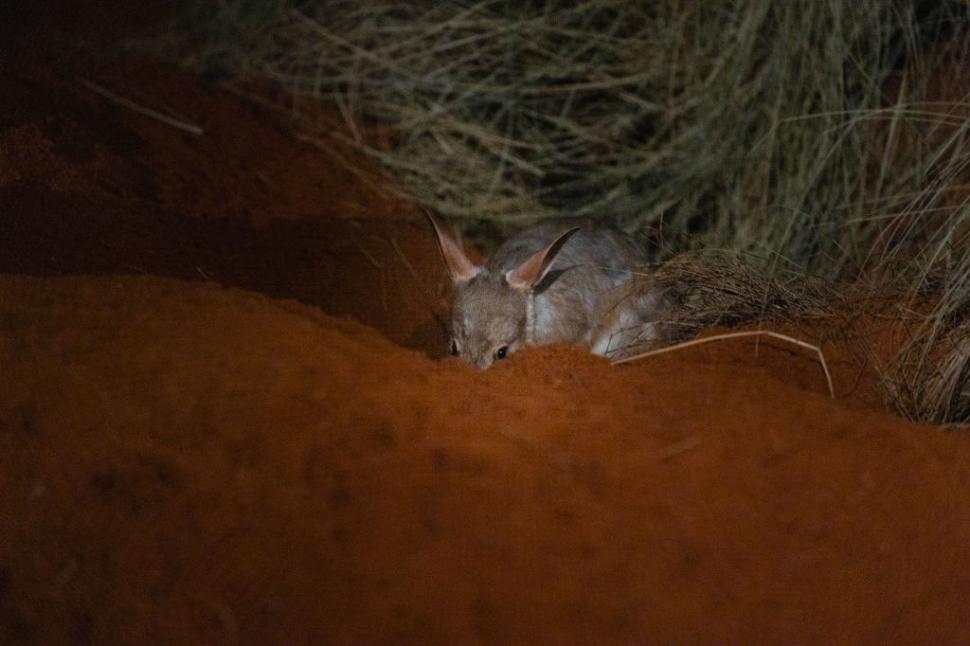 În 1997, cercetătorii au eliberat exemplare de bilby pe o insulă unde specia nu trăise niciodată. După 10 ani, erau peste tot 1103312