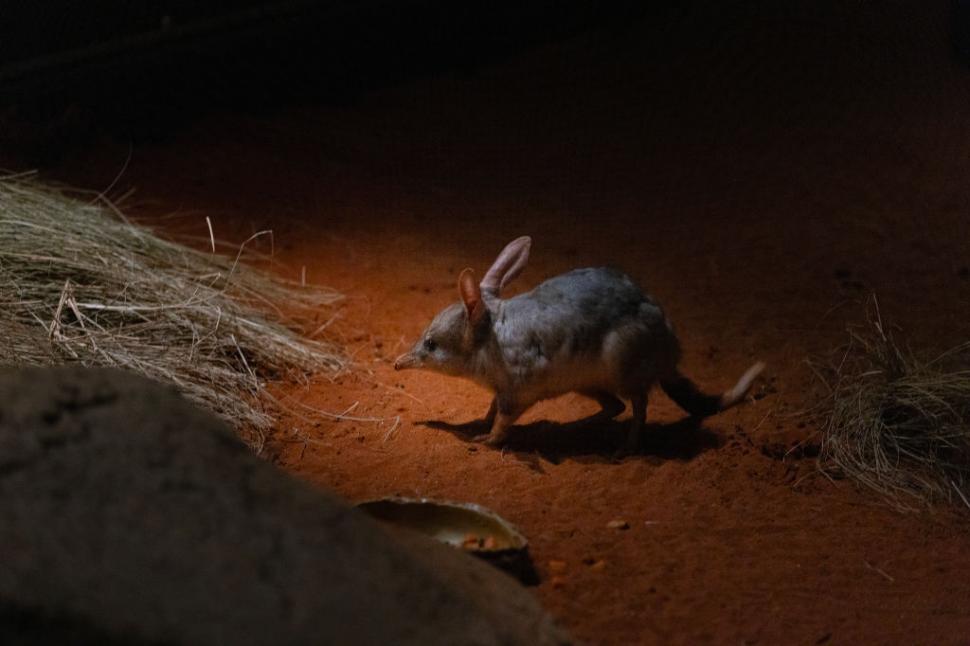 În 1997, cercetătorii au eliberat exemplare de bilby pe o insulă unde specia nu trăise niciodată. După 10 ani, erau peste tot 1103313