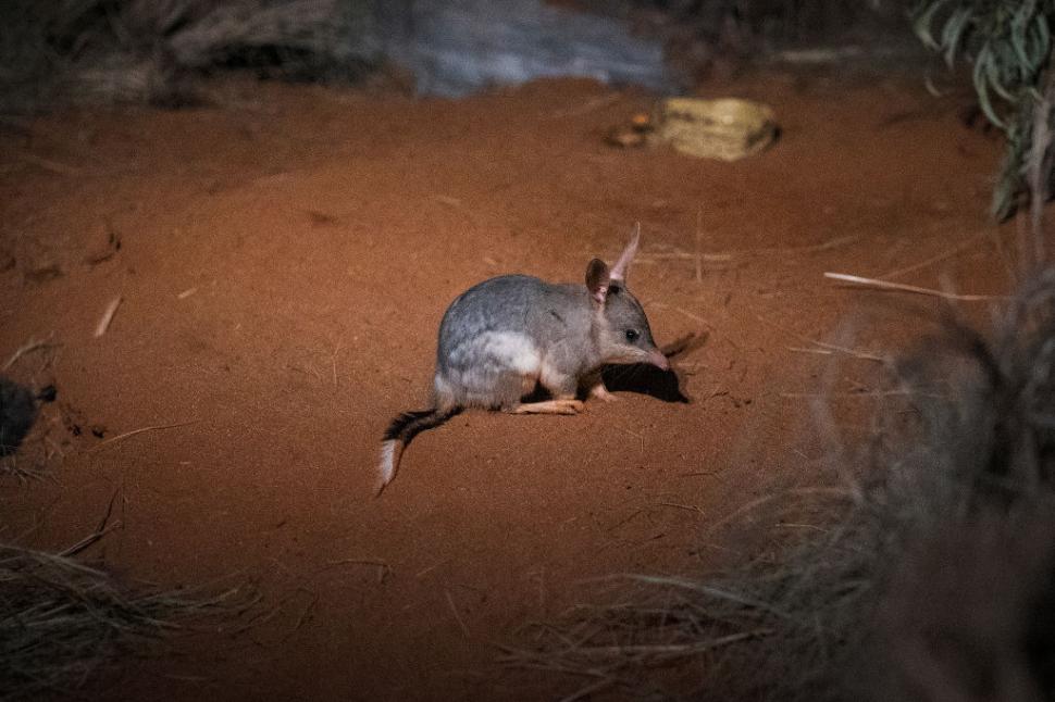În 1997, cercetătorii au eliberat exemplare de bilby pe o insulă unde specia nu trăise niciodată. După 10 ani, erau peste tot 1103314