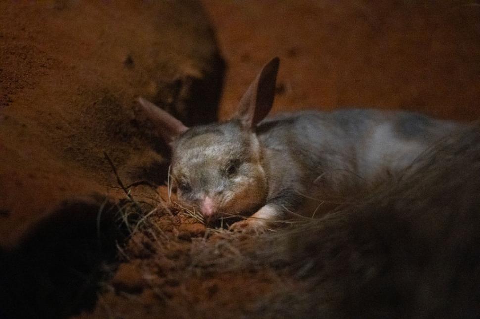 În 1997, cercetătorii au eliberat exemplare de bilby pe o insulă unde specia nu trăise niciodată. După 10 ani, erau peste tot 1103315
