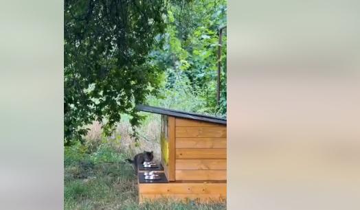 La Cluj-Napoca au fost amenajate 43 de căsuţe pentru pisici comunitare. "Nu le putem lua pe toate acasă, dar facem un mic acasă afară" 1103406
