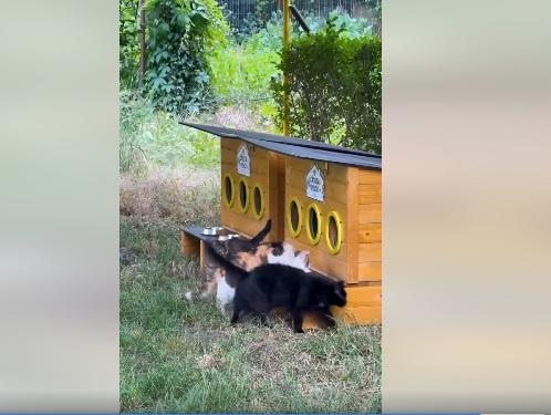 La Cluj-Napoca au fost amenajate 43 de căsuţe pentru pisici comunitare. "Nu le putem lua pe toate acasă, dar facem un mic acasă afară" 1103408