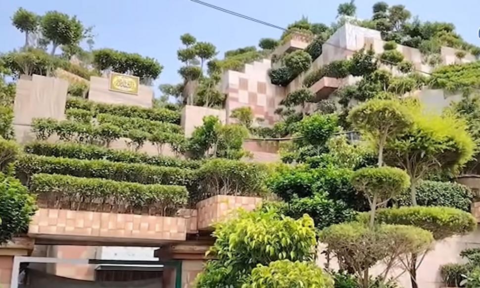 Un bărbat a plantat 5.700 de copaci în curtea mică de 150 mp, ca să-i facă pe plac mamei sale. I-a pus până și pe acoperișul casei 1103710