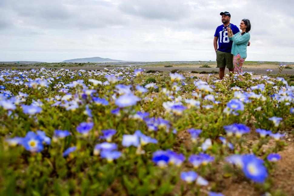 Fenomen spectaculos în Chile. Deșertul Atacama este acoperit de flori după ploile abundente provocate de El Nino 1104120