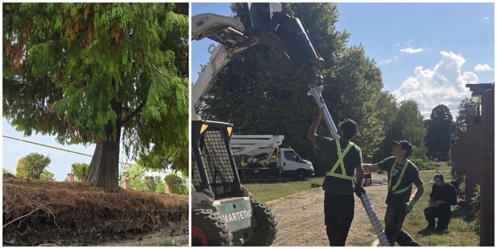 Un chiparos, vechi de aproape 100 de ani, salvat în urma unei intervenții realizate în premieră în Parcul Herăstrău. "A durat 8 ore" 1104144