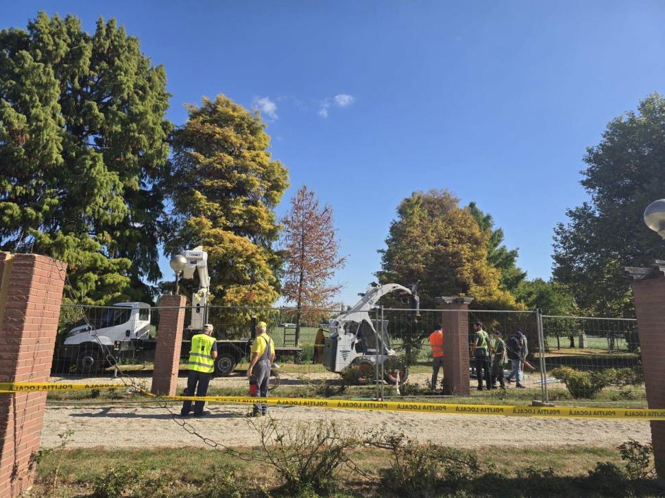 Un chiparos, vechi de aproape 100 de ani, salvat în urma unei intervenții realizate în premieră în Parcul Herăstrău. "A durat 8 ore" 1104146