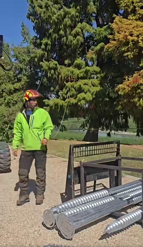 Un chiparos, vechi de aproape 100 de ani, salvat în urma unei intervenții realizate în premieră în Parcul Herăstrău. "A durat 8 ore" 1104150