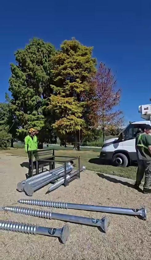Un chiparos, vechi de aproape 100 de ani, salvat în urma unei intervenții realizate în premieră în Parcul Herăstrău. "A durat 8 ore" 1104153