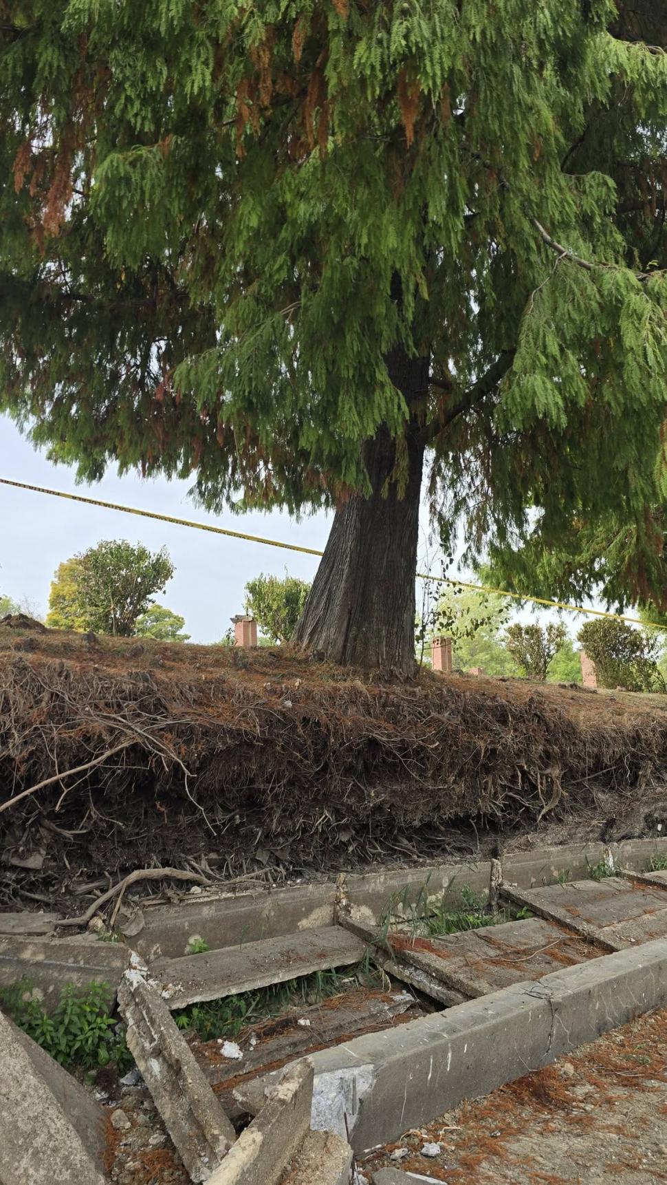 Un chiparos, vechi de aproape 100 de ani, salvat în urma unei intervenții realizate în premieră în Parcul Herăstrău. "A durat 8 ore" 1104155