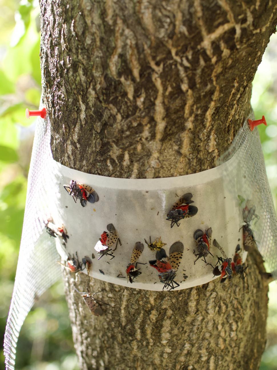 Insectă invazivă, confirmată pentru prima dată în UE, chiar lângă România: Gândacul pătat atacă pomii, vița de vie, dar și alte plante 1104868