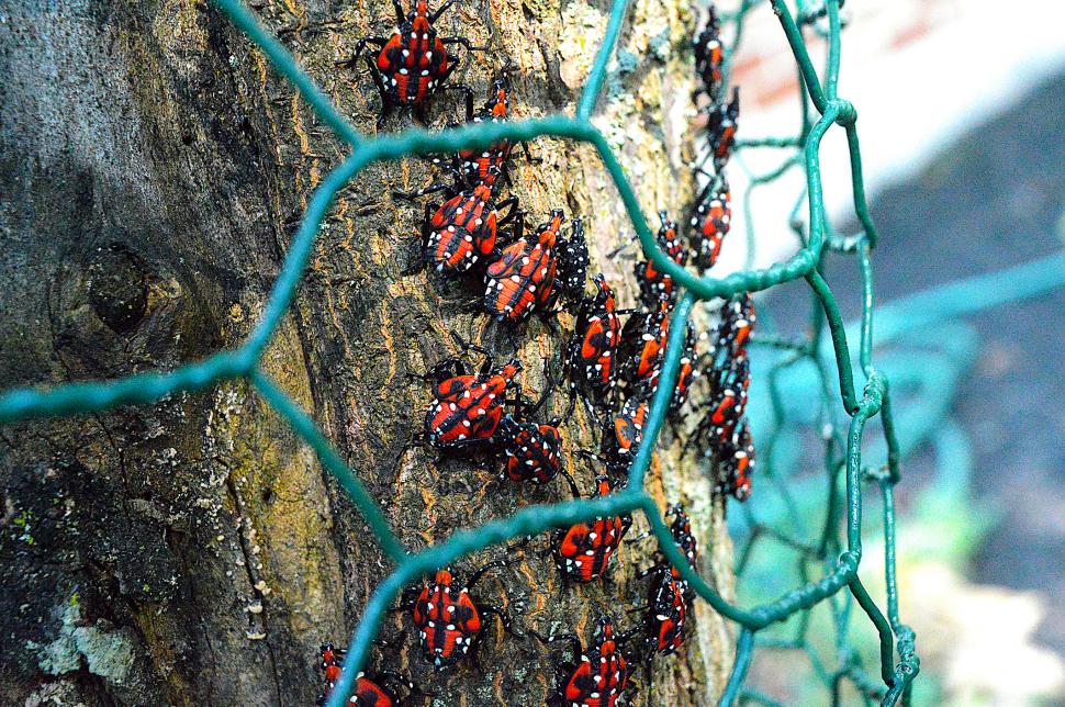 Insectă invazivă, confirmată pentru prima dată în UE, chiar lângă România: Gândacul pătat atacă pomii, vița de vie, dar și alte plante 1104870