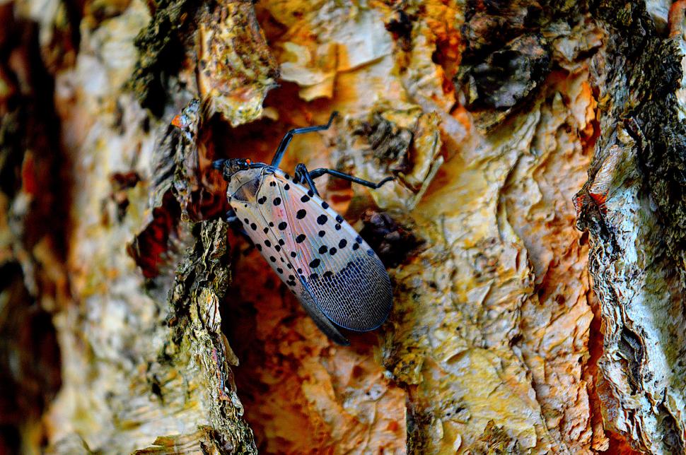 Insectă invazivă, confirmată pentru prima dată în UE, chiar lângă România: Gândacul pătat atacă pomii, vița de vie, dar și alte plante 1104871