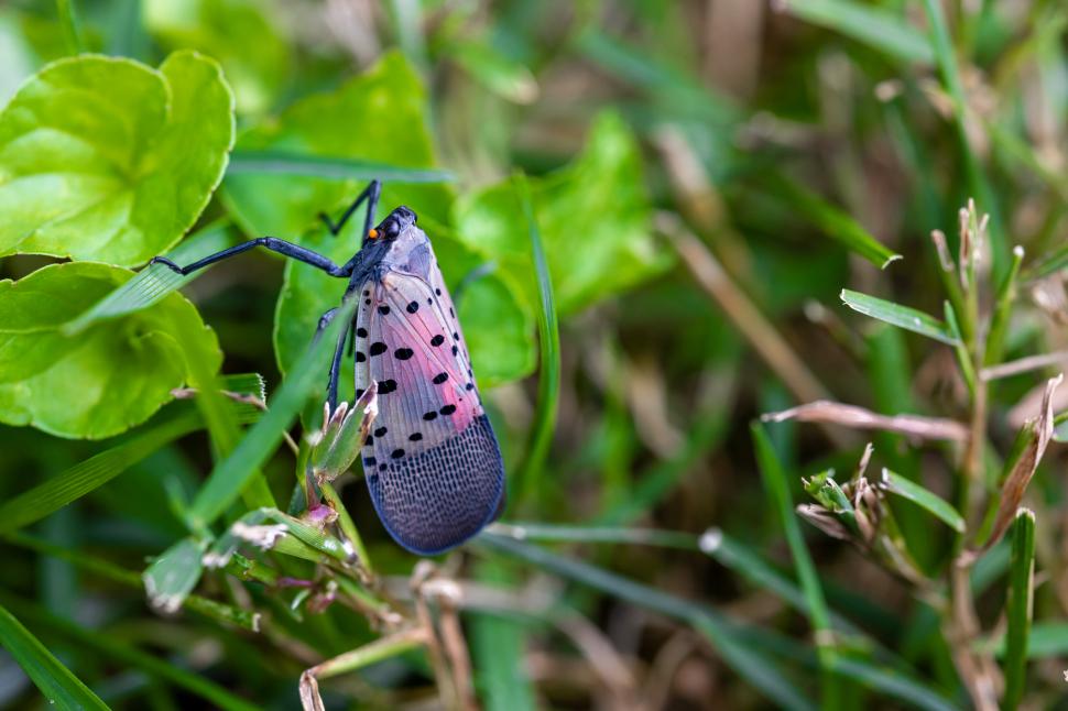 Insectă invazivă, confirmată pentru prima dată în UE, chiar lângă România: Gândacul pătat atacă pomii, vița de vie, dar și alte plante 1104872