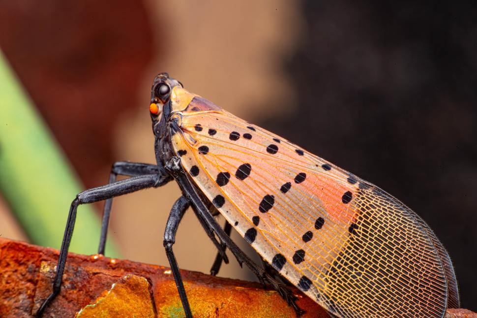 Insectă invazivă, confirmată pentru prima dată în UE, chiar lângă România: Gândacul pătat atacă pomii, vița de vie, dar și alte plante 1104873
