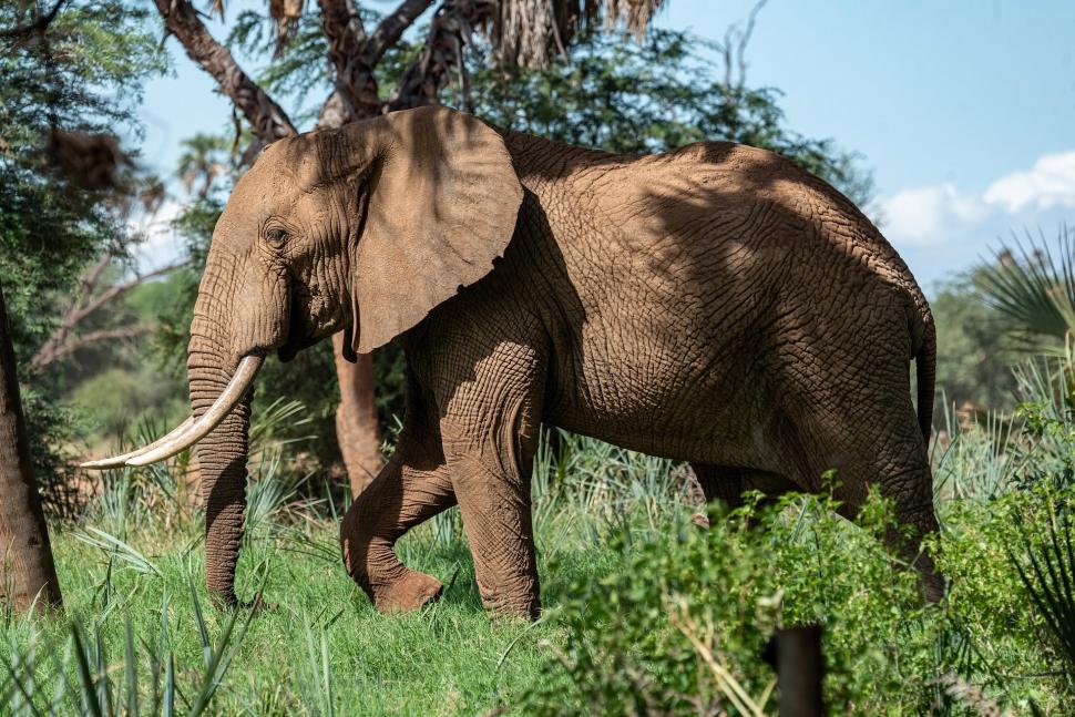 Uganda a plantat arbori nativi pe mii de hectare de teren defrișat. În 20 de ani, pădurea și-a recuperat coronamentul și diversitatea 1105050